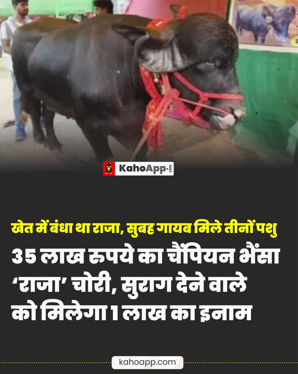 पंजाब: 35 लाख रुपये का चैंपियन भैंसा ‘राजा’ चोरी, सुराग देने वाले को मिलेगा 1 लाख का इनाम
