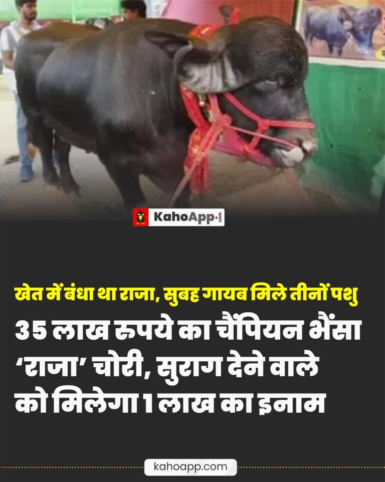 पंजाब: 35 लाख रुपये का चैंपियन भैंसा ‘राजा’ चोरी, सुराग देने वाले को मिलेगा 1 लाख का इनाम